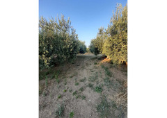 House with arable land 8.000 sq meters