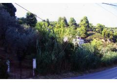 Skiathos island property of 4,500 sm