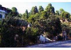 Skiathos island property of 4,500 sm