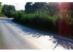 Skiathos island property of 4,500 sm