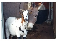 Small hobby farm near Taormina