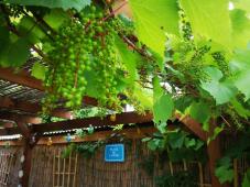 Pretty 3 bedroomed house in quiet hamlet near 86510 Brux in the Vienne