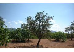 Finca (Detatched Villa)