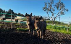 Rare investment opportunity in Southern Italy