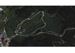 Villa, vineyard and kiwi plantation
