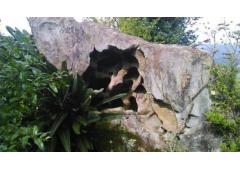 Villa, vineyard and kiwi plantation