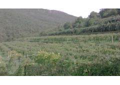 Villa, vineyard and kiwi plantation
