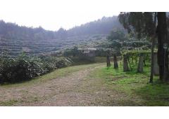 Villa, vineyard and kiwi plantation