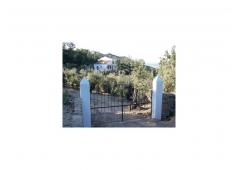 Villa in a 25,000 m2 plot with pool and 80 centenarian olive trees