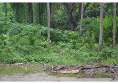 Land for Sale (Patong, Phuket)