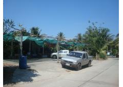 Home with Fruit Garden and Convenient Shop