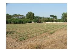 Land for sale 4 acres 46 square wah in Chiangmai (Thailand)