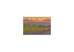 land agro from Argentina.(VINEYARDS) pre/mountain