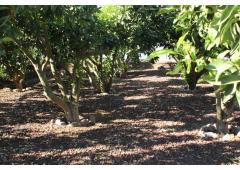 Country house in La Laguna (Tenerife)