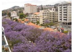 apartment Funchal (2 to 6 persons)
