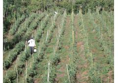 10 HECTARES TITLED