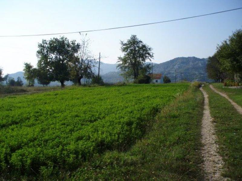 3 PLOTS  OF LAND FOR SALE  IN GRAHOVO