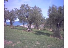 Good investement oppurtunity near the sea