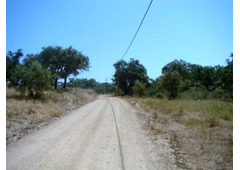 Land of 21.4 acres with oak trees, olive trees and arable crops