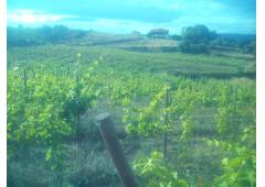 Farm at Douro in Portugal